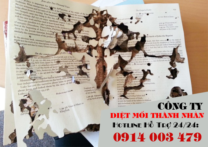 Diệt mối cho văn phòng công ty quy nhơn